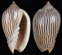 Amoria zebra fma lineatina