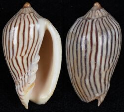 Amoria zebra fma lineatina