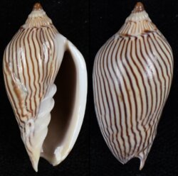Amoria zebra fma lineatina