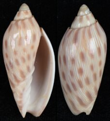 Amoria canaliculata