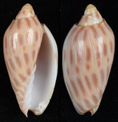 Amoria canaliculata