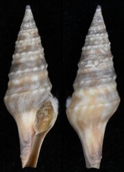 Makiyamaia gravis