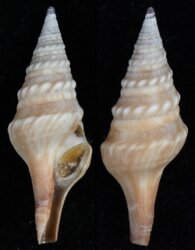 Makiyamaia gravis
