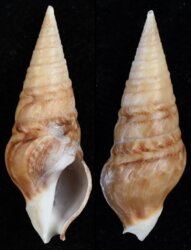 Clionella tripartita