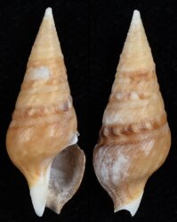 Clionella tripartita