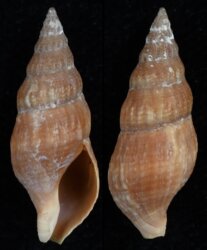 Afrocominella turtoni
