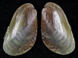 Musculista senhousia