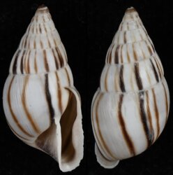 Anctus laminiferus