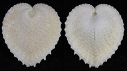 Corculum cardissa