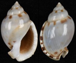 Casmaria erinacea fma vibex