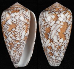 Darioconus behelokensis