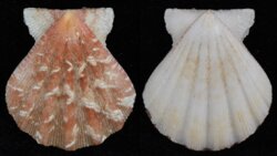 Bratechlamys vexillum