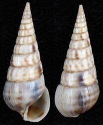Pyramidella maculosa