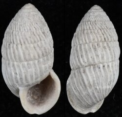 Cerion melanostomus