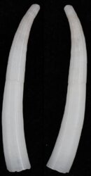 Dentalium regulare
