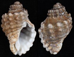 Cabestana cutacea dolaria