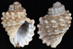 Cabestana cutacea dolaria