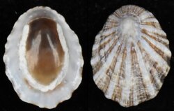 Scutellastra aphanes