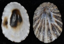 Scutellastra aphanes