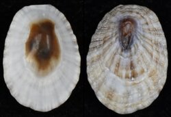 Scutellastra aphanes