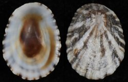 Scutellastra aphanes