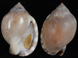 Semicassis zeylanica fma iredalei