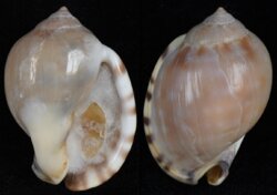 Semicassis zeylanica fma iredalei