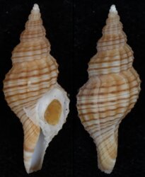 Granulifusus species