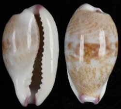 Purpuradusta fimbriata fimbriata fma durbanensis