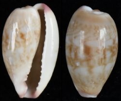 Purpuradusta fimbriata fimbriata fma durbanensis