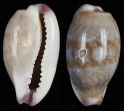 Purpuradusta fimbriata fimbriata fma durbanensis