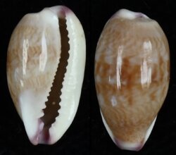 Purpuradusta fimbriata fimbriata fma durbanensis