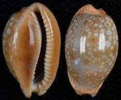 Naria citrina citrina
