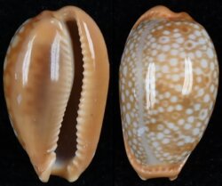 Naria citrina citrina