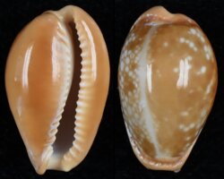 Naria citrina citrina