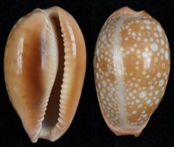 Naria citrina citrina