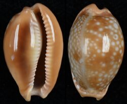 Naria citrina citrina