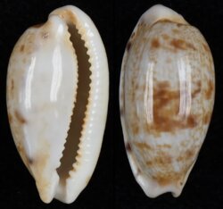 Talostolida pellucens pellucens fma natalensis