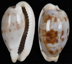 Talostolida pellucens pellucens fma natalensis