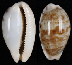 Talostolida pellucens pellucens fma natalensis