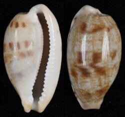 Talostolida pellucens pellucens fma natalensis