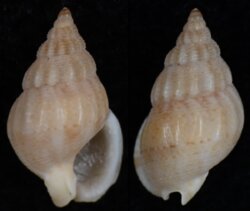 Nassarius pyramidalis filmerae