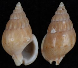 Nassarius pyramidalis filmerae
