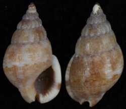 Nassarius pyramidalis filmerae