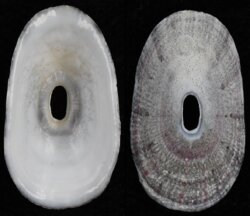 Dendrofissurella scutellum
