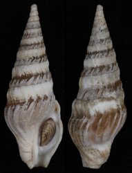 Toxiclionella haliplexa