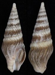 Toxiclionella haliplexa