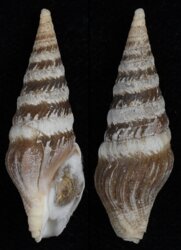 Toxiclionella haliplexa