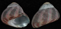 Oxystele natalensis