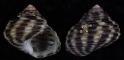 Gibbula cicer